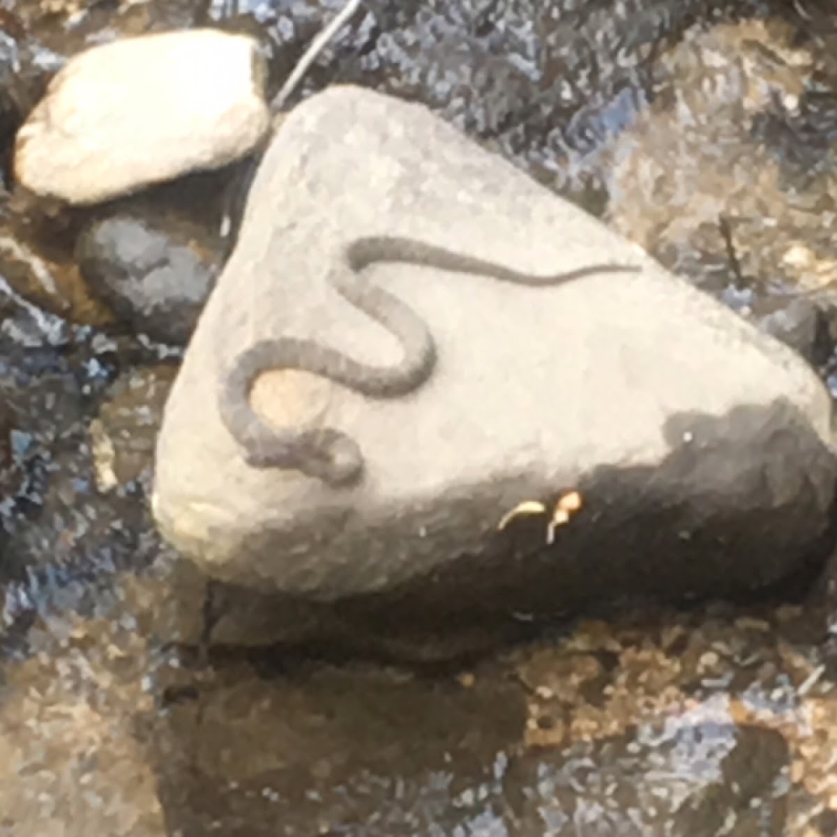 Brown water snake