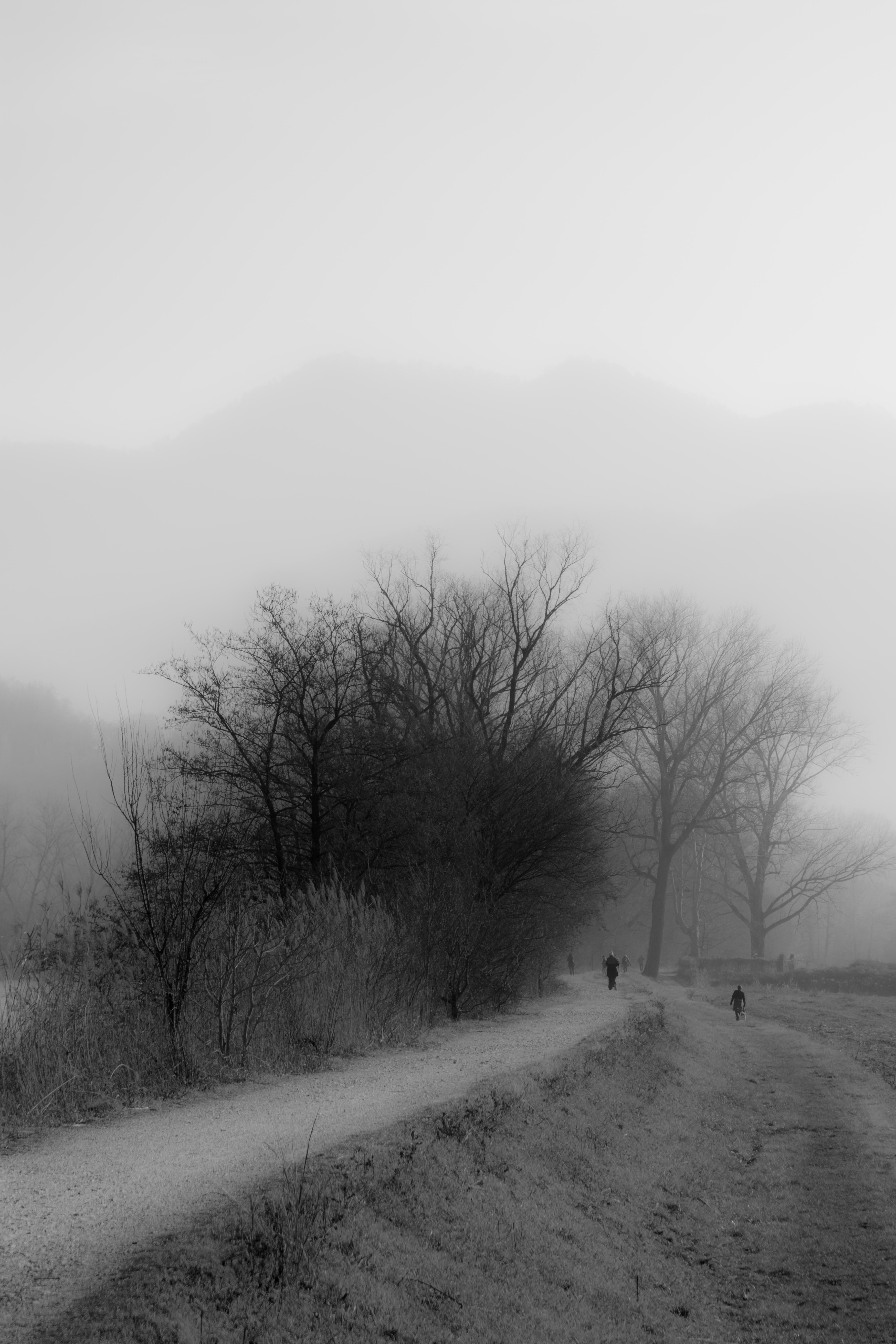 strada nella nebbia di davide negro