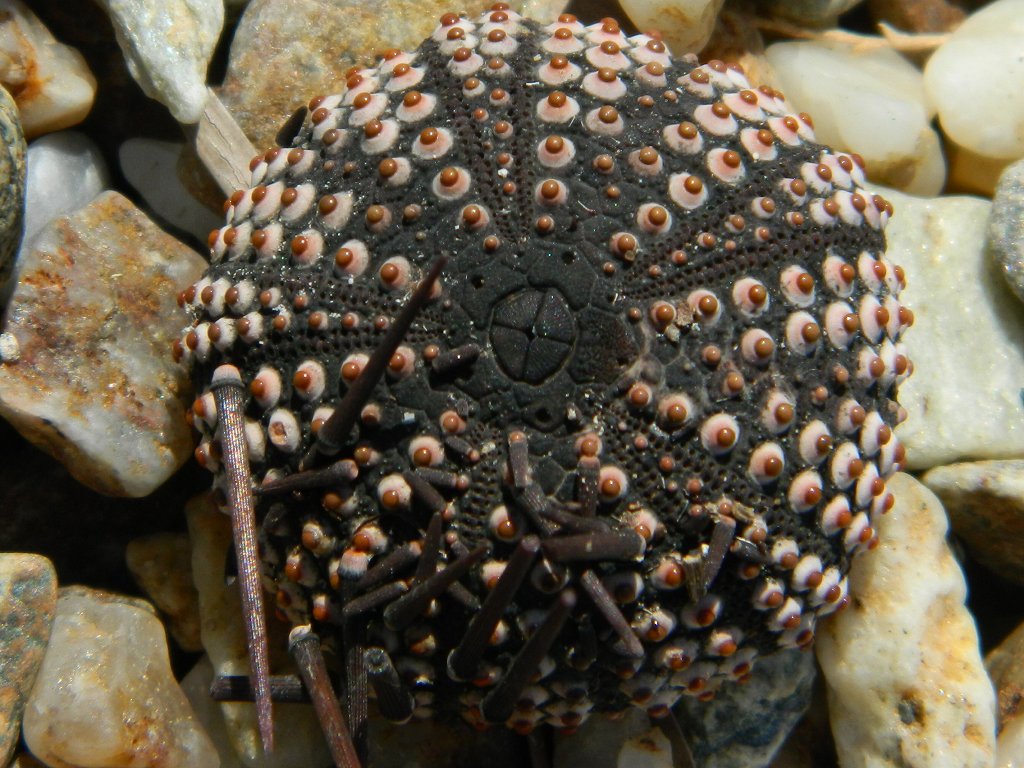 Black sea urchin shell (αχινός)