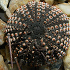 Black sea urchin shell (αχινός)