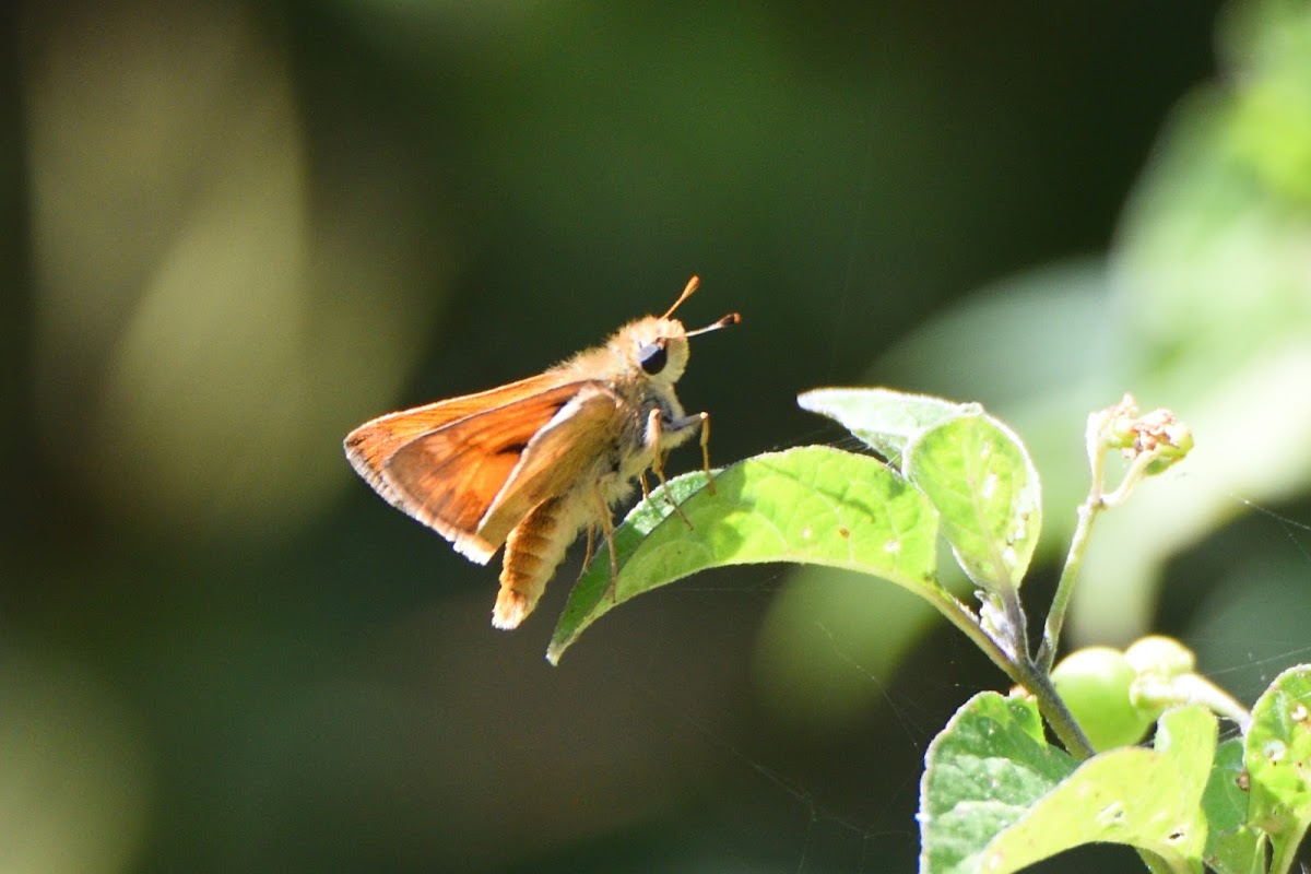 Skipper