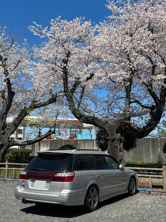 エクストレイルのサクラと愛車・桜とコラボ・エクストレイルT31・レガシィに関するカスタム事例の投稿画像2枚目
