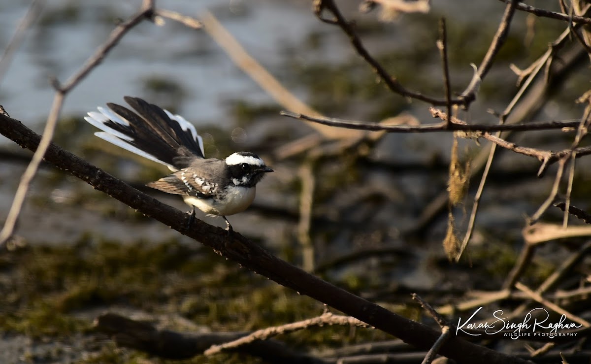 White-browed Fantail