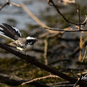 White-browed Fantail