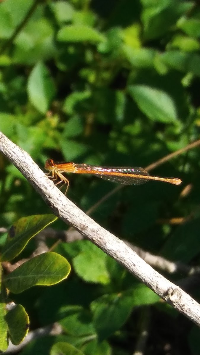 Rambur's forktail