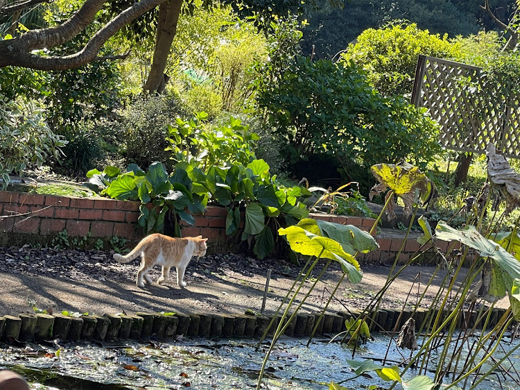 エクシーガの愛犬とドライブ・農園レストラン・ブランチ・レガシィツーリングワゴン・お墓参りに関するカスタム事例の投稿画像7枚目