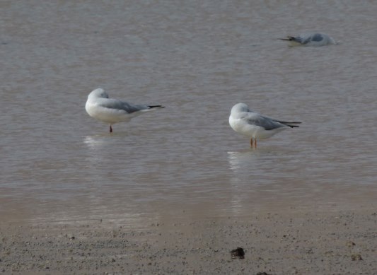 Slender-billed gulls