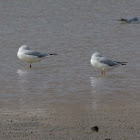 Slender-billed gulls