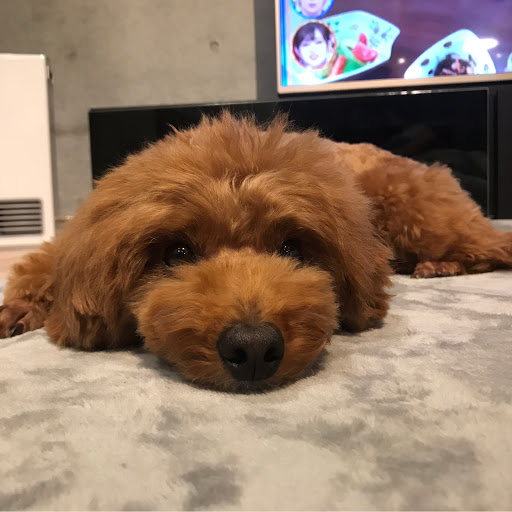 shimonのプロフィール画像