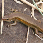 Many-lined Sun Skink