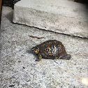 Eastern Box Turtle