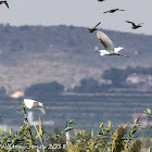 Little Egret; Garceta Común