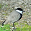 Spur-winged lapwing