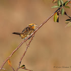 Le Conte's Sparrow