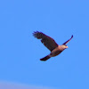 Cooper's Hawk