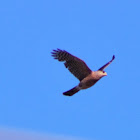 Cooper's Hawk