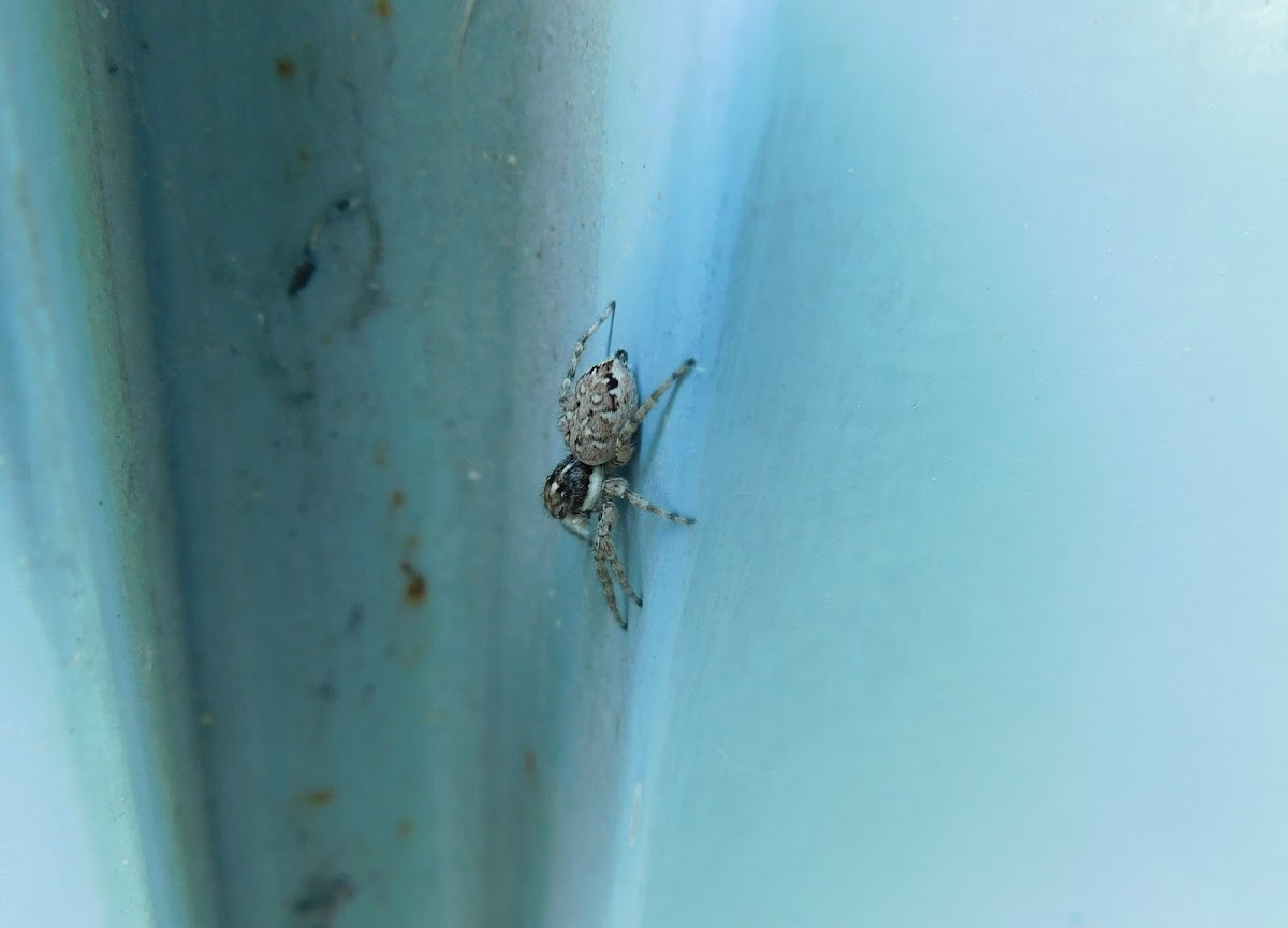 Half-edged Wall Jumping Spider