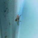 Half-edged Wall Jumping Spider