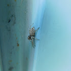 Half-edged Wall Jumping Spider