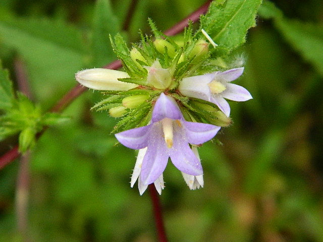 Clustered bellflower