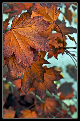 Presente,futuro,arrivederci di le_pupille