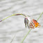 Gulf Fritillary