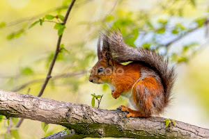 Red squirrel (Sciurus vulgaris) by Kalle Pihelgas -   ( squirrel, estonia, canon r3, european, animal, wildlife )