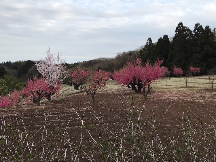 の投稿画像4枚目