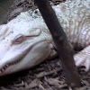 American Alligator (albino)