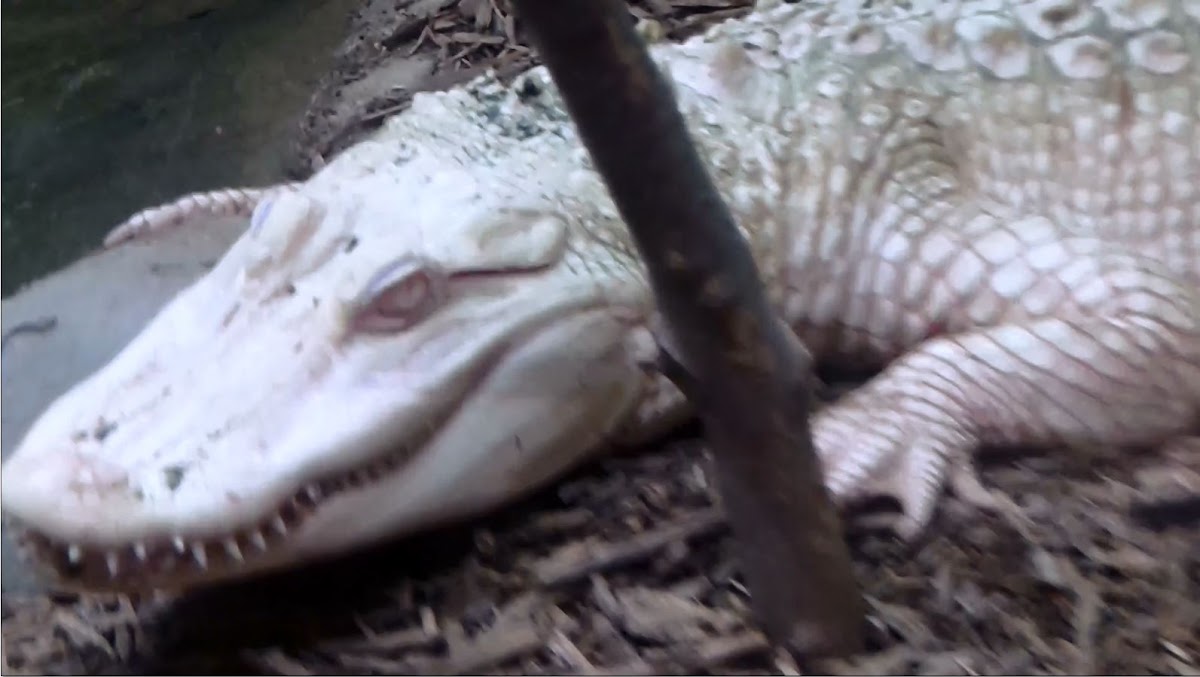 American Alligator (albino)