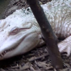 American Alligator (albino)