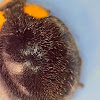 Yellow shouldered ladybird