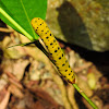 Four o'clock caterpillar