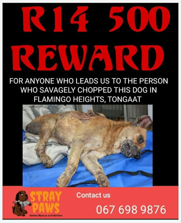 Stray Paws in Durban is offering R14,500 for information that could lead to the arrest of the perpetrator of a dog hacking.