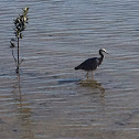 Grey Heron