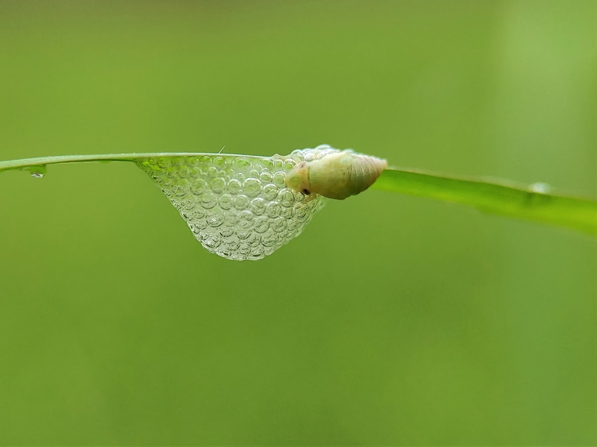 Meadow Spittlebug