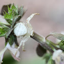 Flower Crab Spider