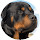 Rottweiler Cute Dogs Wallpapers HD Dog NewTab