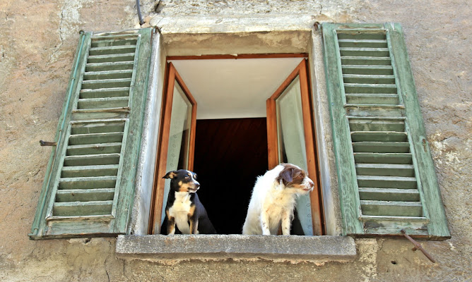 Sguardi attenti di MaxFelice