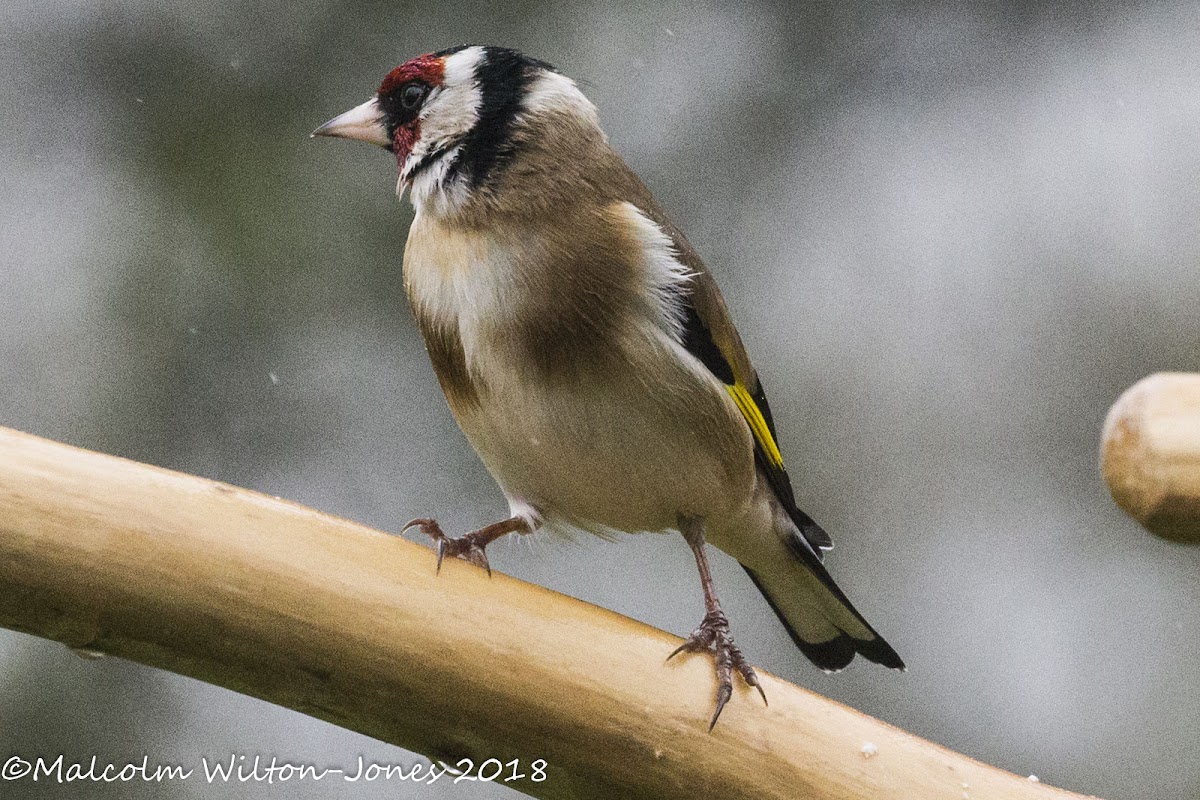 Goldfinch