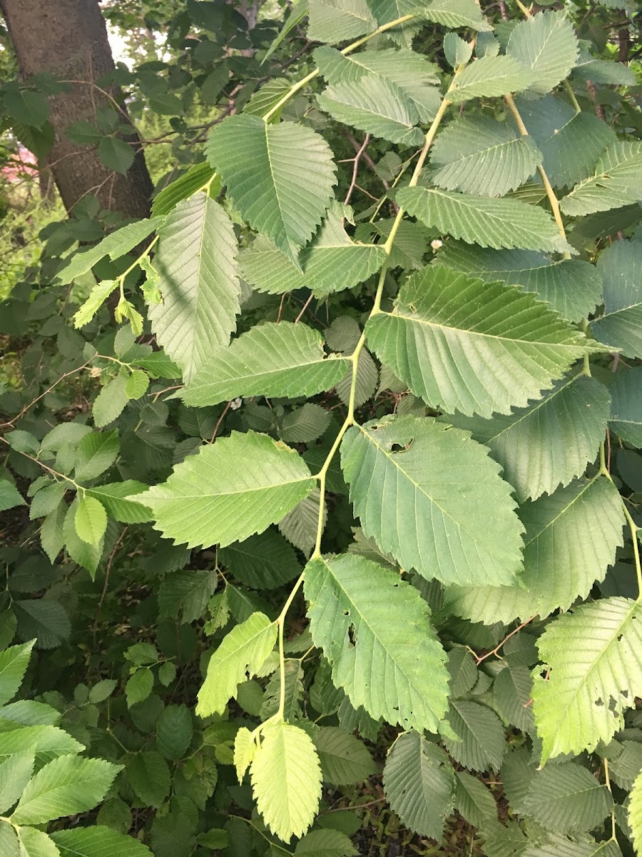 Slippery Elm