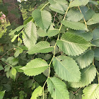 Slippery Elm