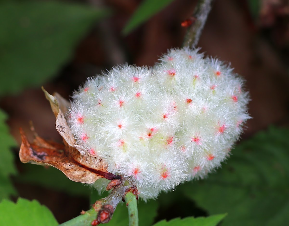 Wool Sower Gall