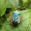 Turquoise Shield Bug