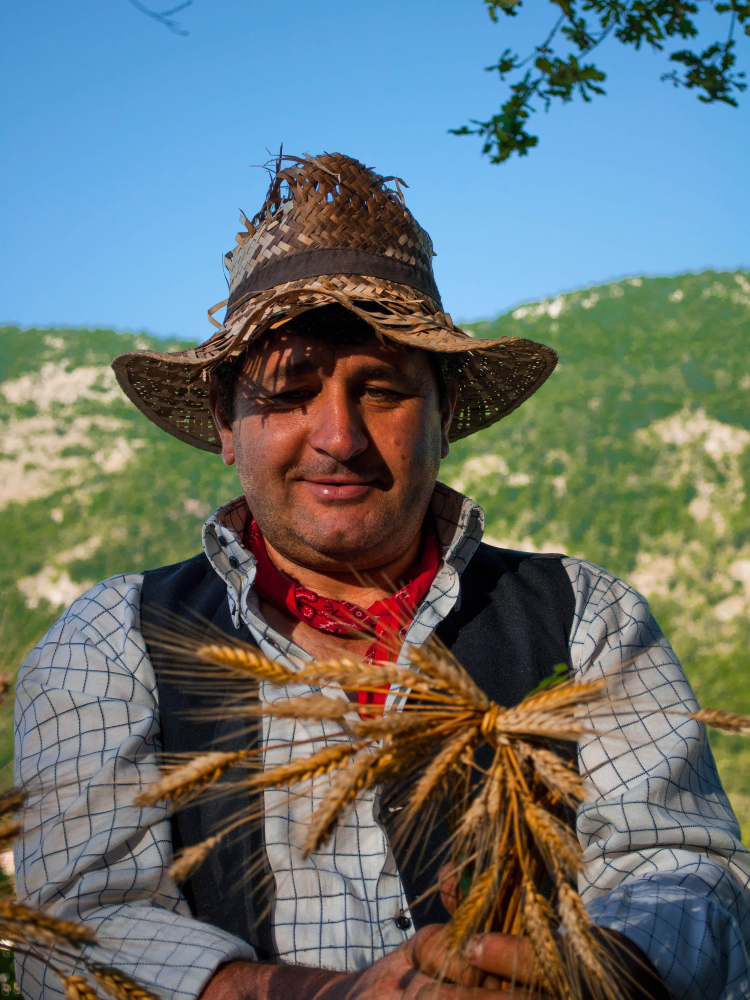 Al mio paese  vedo fiorire il grano... di Davide Fortuna