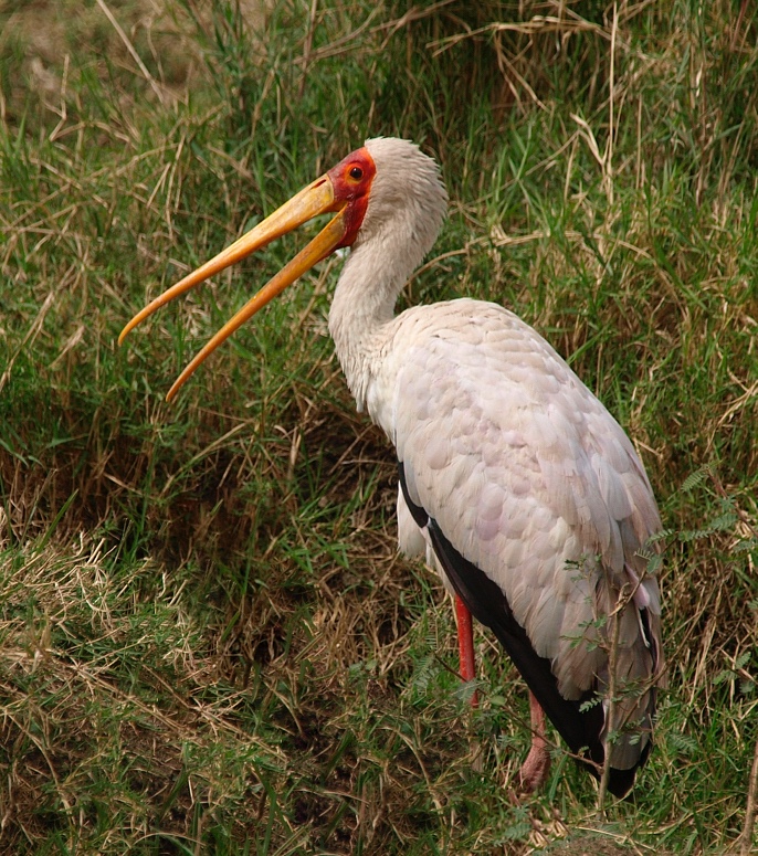 Tántalo africano (Yellow-billed stork)