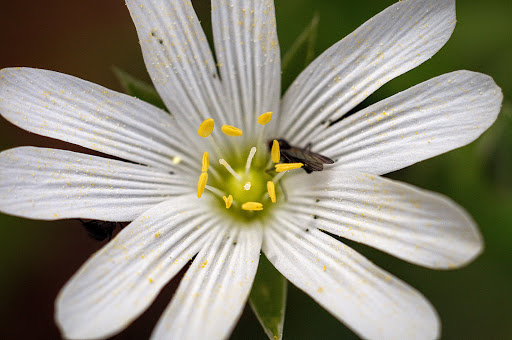 Stellaria holostea