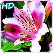 Blooming Flowers 1.2 Icon