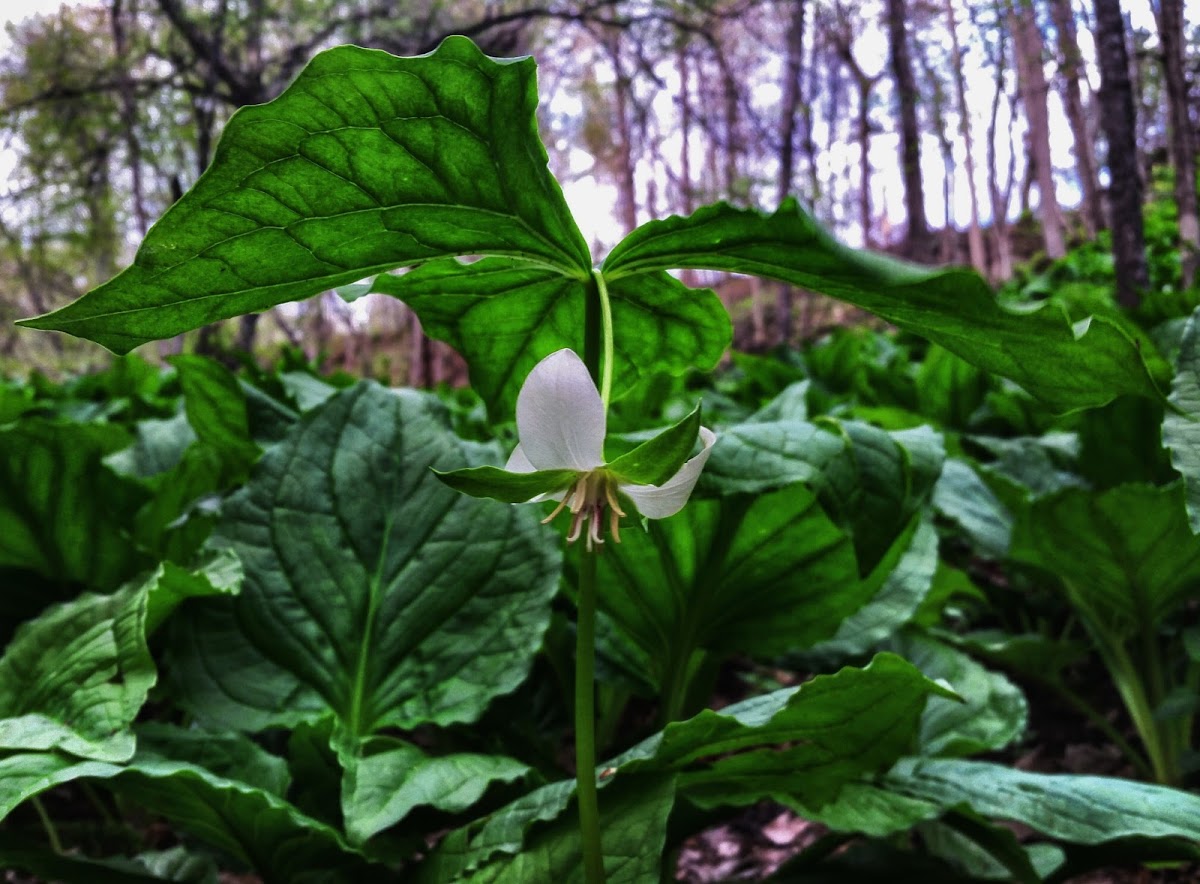 Nodding Trillium