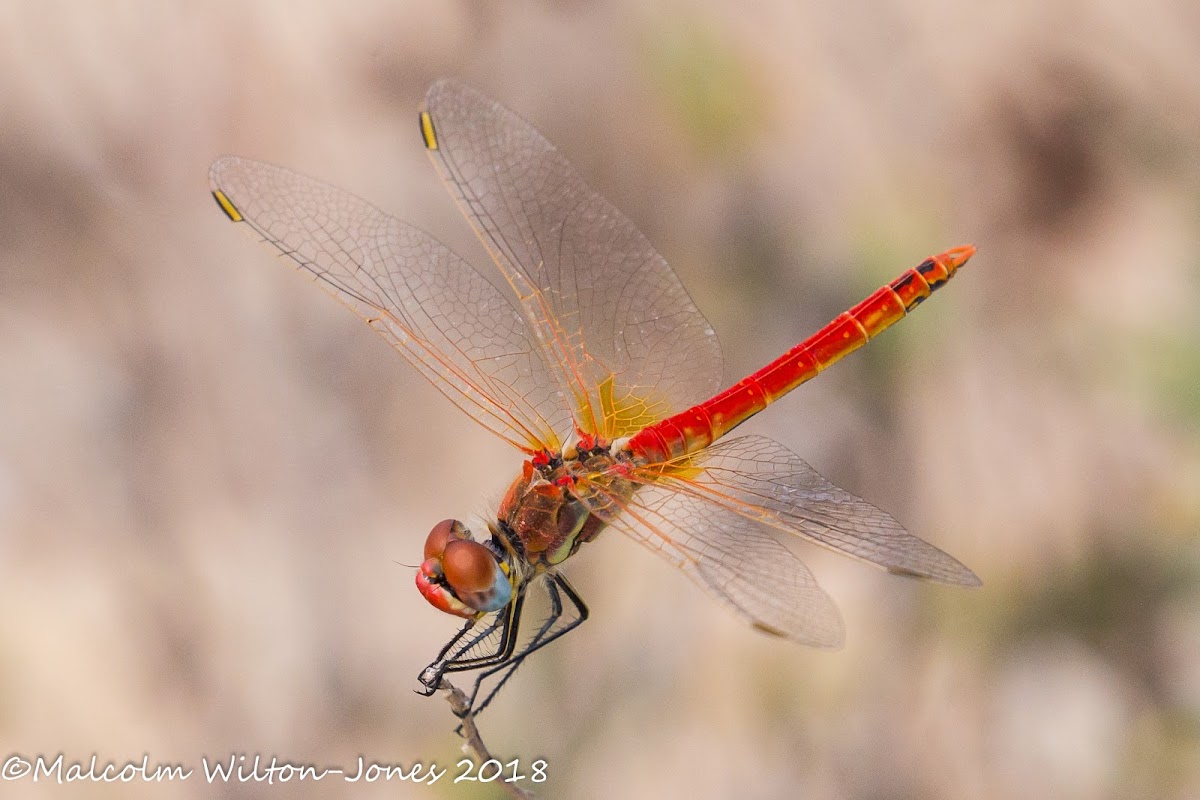 Red-veined Darter